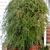 Form of a weeping holly