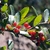 Green leaves and red round fleshy drupes