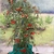 Small tree in a pot decorated for Christmas