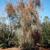 Ilex vomitoria f. Pendula