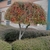 A tree trimmed to a mushroom shape. Weeping branches cut off!