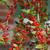 Ilex vomitoria f. Pendula