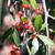 Ilex vomitoria f. pendula's berries, leaves, and bark