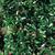 Ilex vomitoria Fruit and Leaf