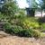 Ilex vomitoria 'Taylor's Rudolph' in the summer in Moore County