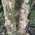 Ilex x 'Carolina Sentinel'