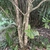 Ilex x 'Carolina Sentinel'