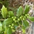 Ilex x 'Carolina Sentinel'
