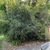 Ilex x 'Carolina Sentinel'