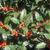 Ilex x Cherry Bomb