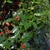 Red fruit and green foliage