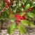 Ilex x East Palatka Leaf and Flower