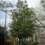 Ilex x East Palatka Full grown Form