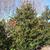 Ilex x Nellie R Stevens