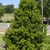 A bushier Form of the plant