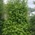 Ilex x 'Scepter'