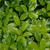 Ilex x 'Scepter'