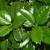 Ilex x 'Emily Bruner'