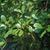 Ilex x attenuata 'East Palatka' Leaf and Flower