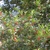 Shiny green foliage with small red fruits.