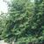 Ilex x attenuata 'East Palatka' Form