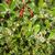 Ilex x attenuata 'Fosteri'