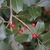 branch with spiny green leaves and small red berries.