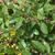 Ilex x attenuata 'Savannah'