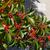 Ilex x attenuata 'Savannah'