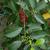 Ilex x attenuata 'Savanah' Leaf