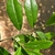 branch with spiny green leaves and small white flowers