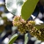 Flower buds in April