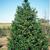 Ilex x hoehneana