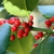 Red drupes