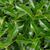 Ilex x koehneana 'San Jose'