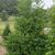 Ilex x koehneana 'San Jose'