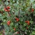 Ilex x meserveae 'Blue Princess' Fruit and Leaf