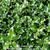 Ilex x meserveae