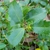 Ilex x meserveae
