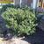 Ilex x meserveae Form