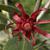 Illicum floridanum