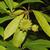 Illicum floridanum