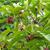 Illicum floridanum