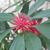 Illicum floridanum