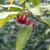 Illicum floridanum