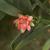 Close up of flower