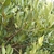 Dense shrub with ovate leaves.