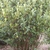 Dense shrub.