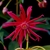 Illicium 'Scorpio'