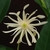 Illicium 'Orion'
